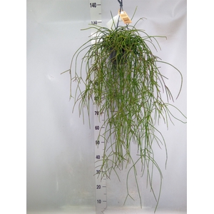 Rhipsalis   ...