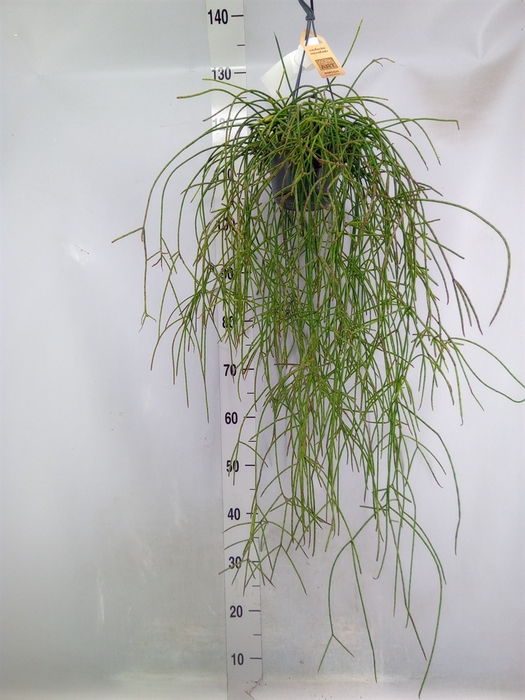 <h4>Rhipsalis   ...</h4>