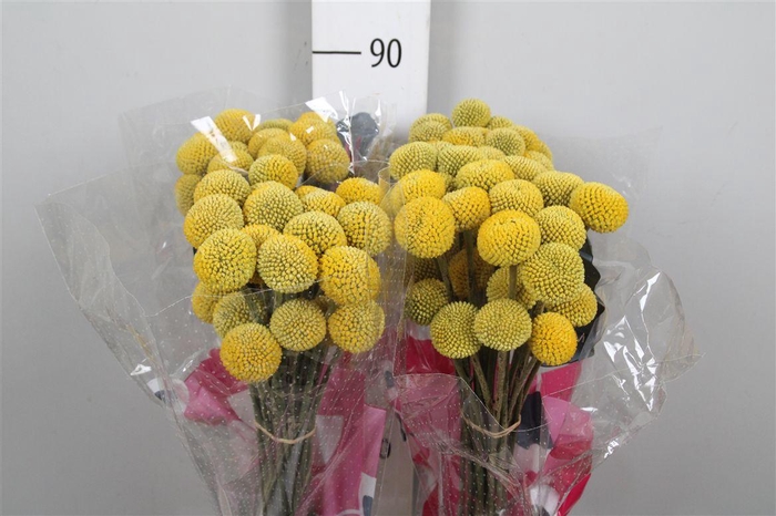 <h4>Cras Paintball Pop</h4>