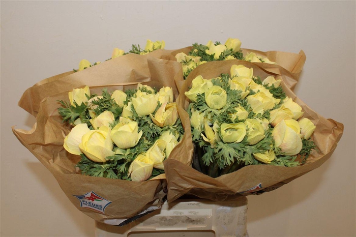 <h4>Anem Marianne Powder Yellow</h4>