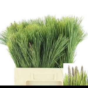 PINUS MUGO VAR MUGHU