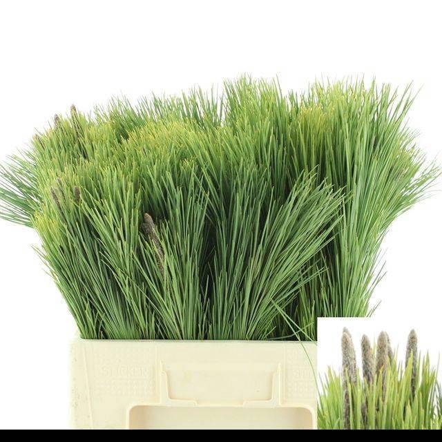 <h4>PINUS MUGO VAR MUGHU</h4>