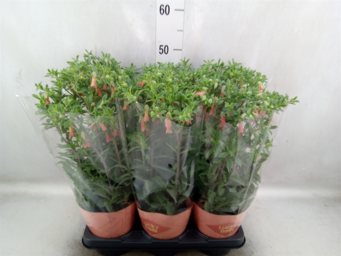 <h4>Kalanchoe HG 'Lucky Bells'</h4>