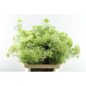 Ammi Majus