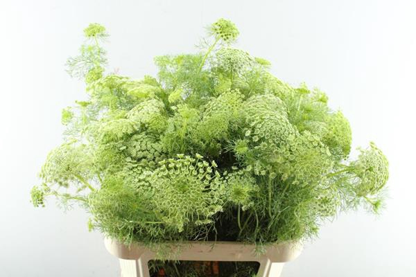 <h4>Ammi Majus</h4>