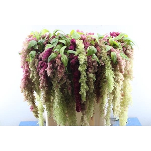 Amar Magic Spider (groen/rood)