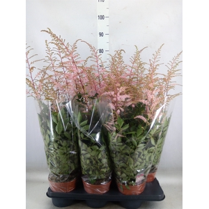 Astilbe   ...