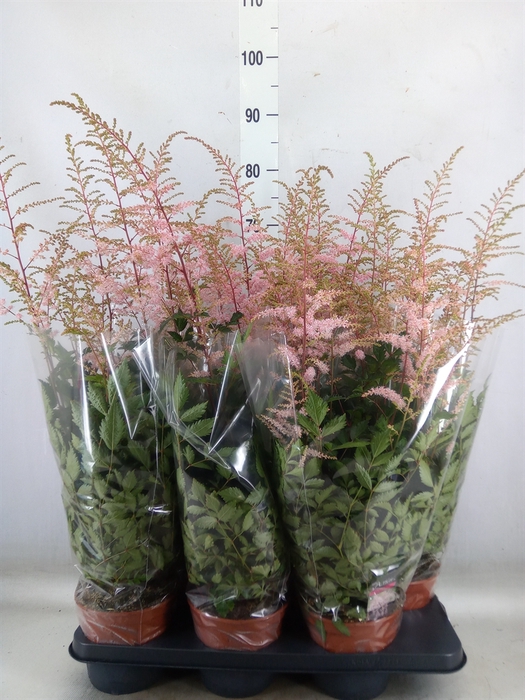 <h4>Astilbe   ...</h4>