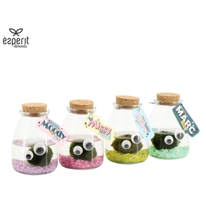 90947: Marimo arrangement