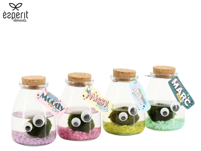 <h4>90947: Marimo arrangement</h4>