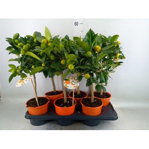 Citrofortunella mic.