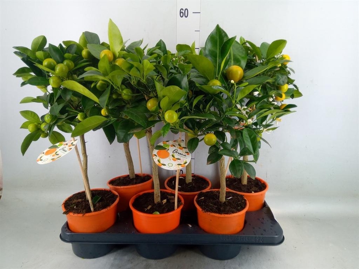 <h4>Citrofortunella mic.</h4>