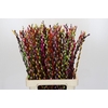 Salix Caprea Snow Flake P. Rainbow Mix