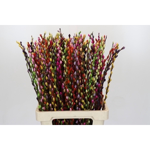 Salix Caprea Snow Flake P. Rainbow Mix