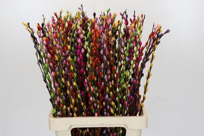 Salix Caprea Snow Flake P. Rainbow Mix