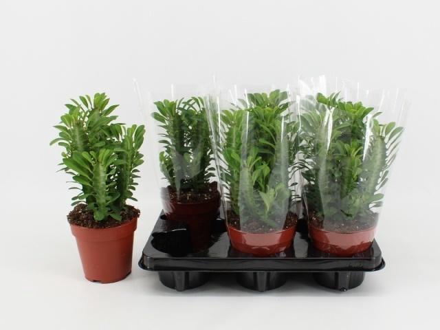 Euphor Trigona
