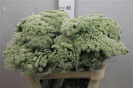 <h4>Ammi Visnaga</h4>