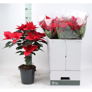 EUPHOR P GRAN ITALIA