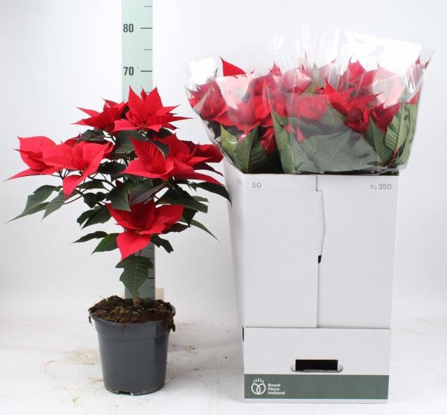 <h4>EUPHOR P GRAN ITALIA</h4>