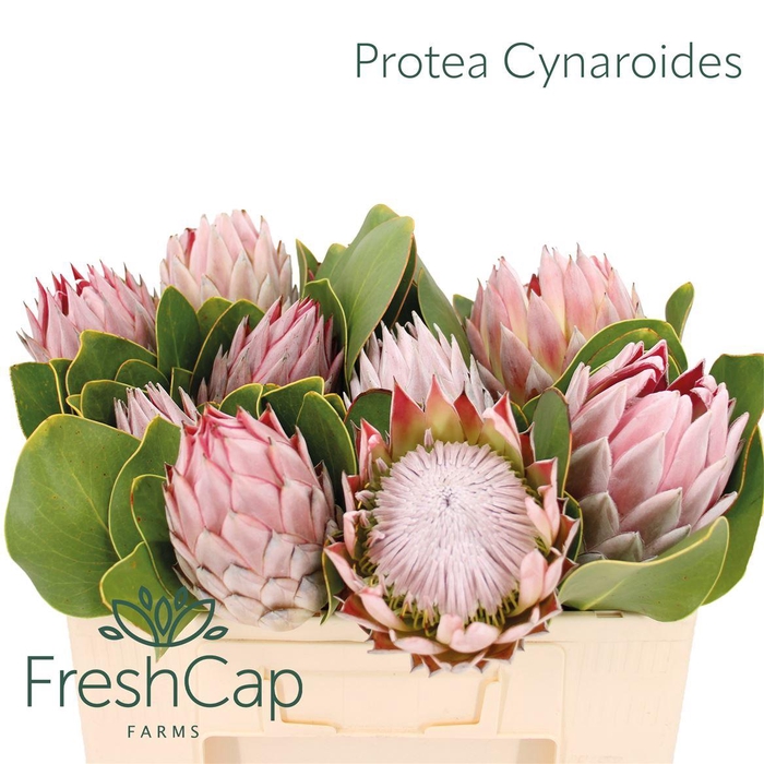 <h4>Protea Cynaroides</h4>