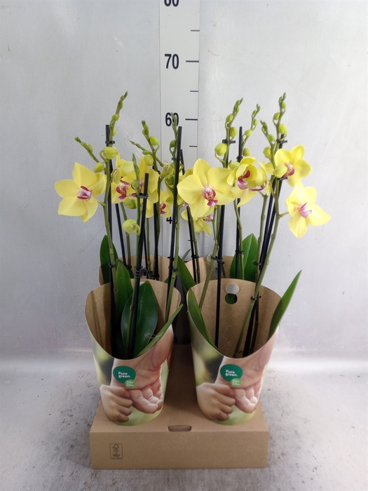 <h4>Phalaenopsis   ...yellow</h4>