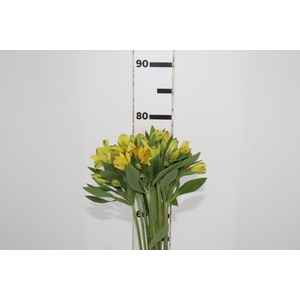 ALSTROEMERIA CARIBBEAN 080 CM