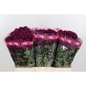 Chr San Aaa Purpetta