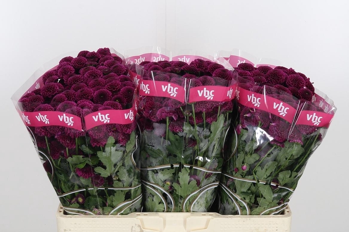 <h4>Chr San Aaa Purpetta</h4>