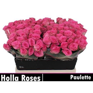 R Tr Paulette!