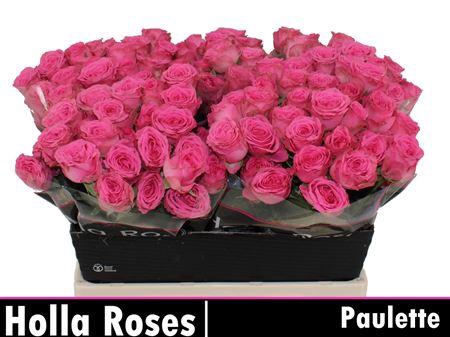 <h4>R Tr Paulette!</h4>