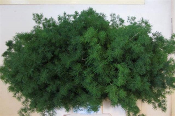 <h4>ASP UMBELLATUS</h4>