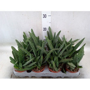 Gasteria carinata var. verrucosa