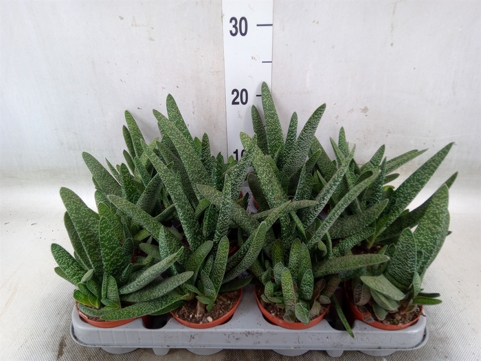 <h4>Gasteria carinata var. verrucosa</h4>