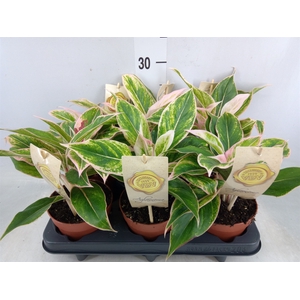 Aglaonema   ...