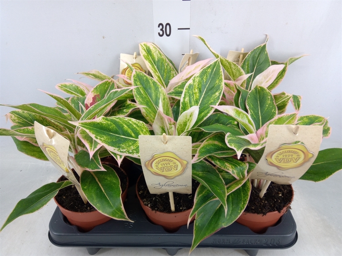 <h4>Aglaonema   ...</h4>