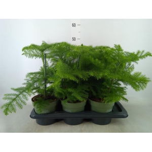 Araucaria heterophylla