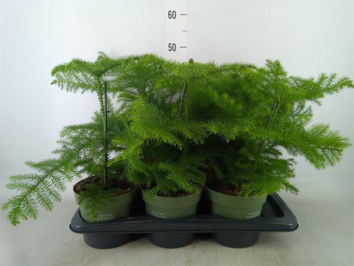 <h4>Araucaria heterophylla</h4>