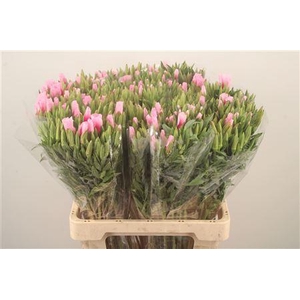Clarkia Am Gr Pink