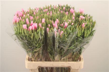 <h4>Clarkia Am Gr Pink</h4>