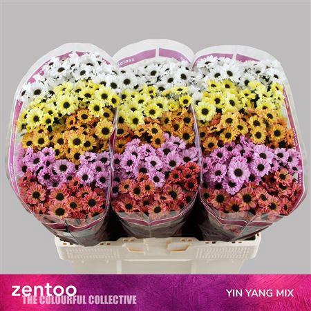 <h4>Chr S Mix Ying Yang Mix</h4>