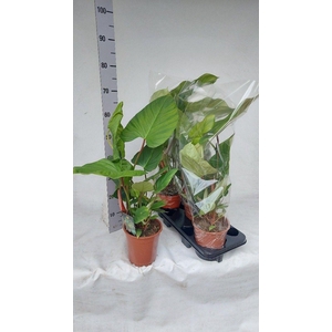 Philodendron fuzzy petriole