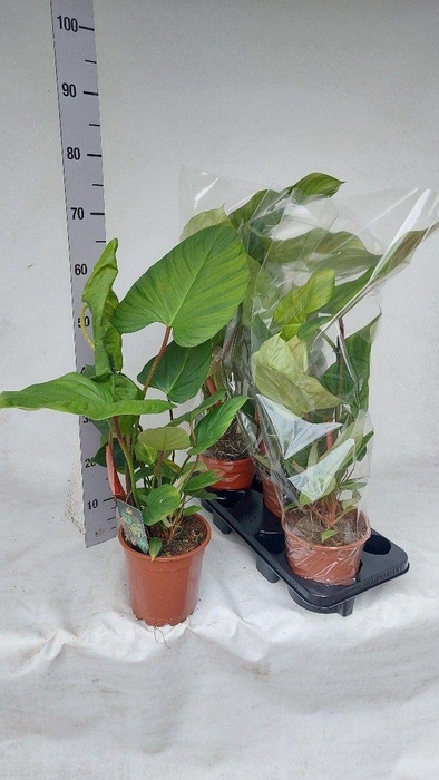 <h4>Philodendron fuzzy petriole</h4>