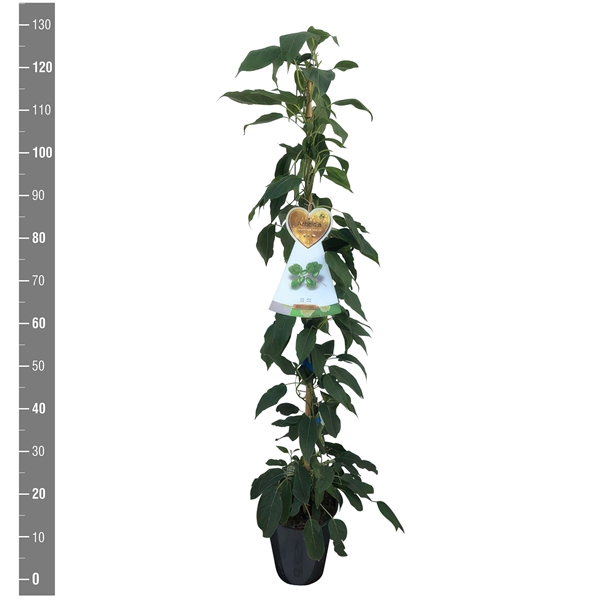 <h4>Actinidia arguta Super Issai (kiwi aanstok C4 zelfbestuivend) (kopie) (kopie)</h4>