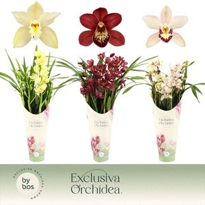 Cymbidium, Mix 4-spike P14 'Exclusiva Orchidea' Potcover