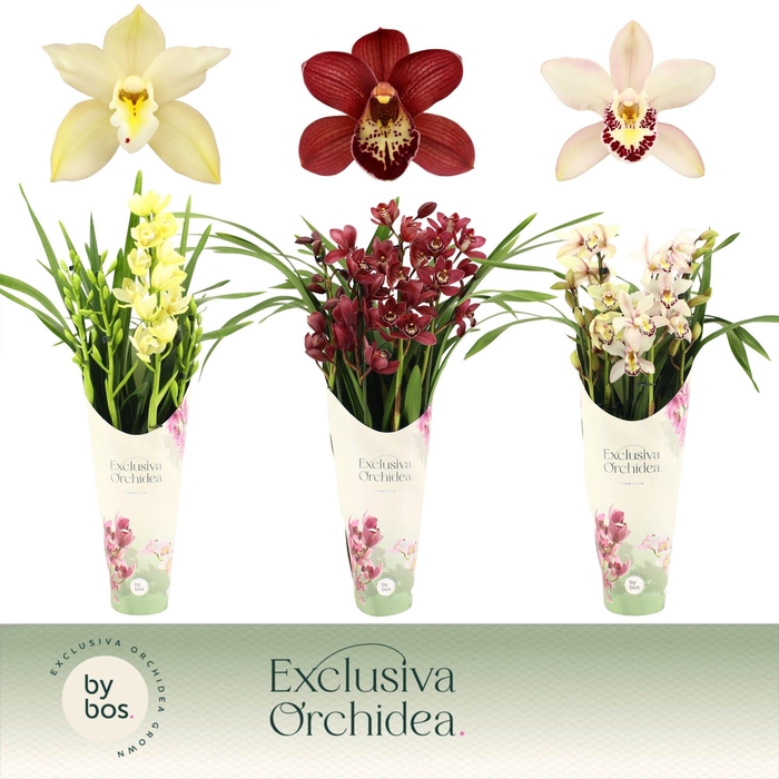 <h4>Cymbidium, Mix 4-spike P14 'Exclusiva Orchidea' Potcover</h4>