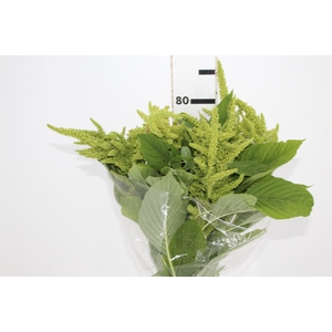 AMARANTHUS VERDE