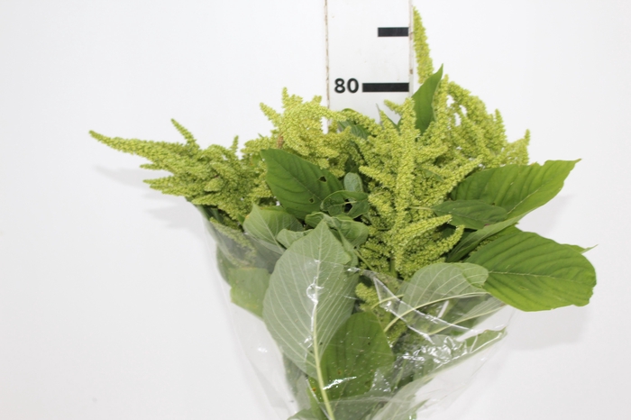 <h4>AMARANTHUS VERDE</h4>
