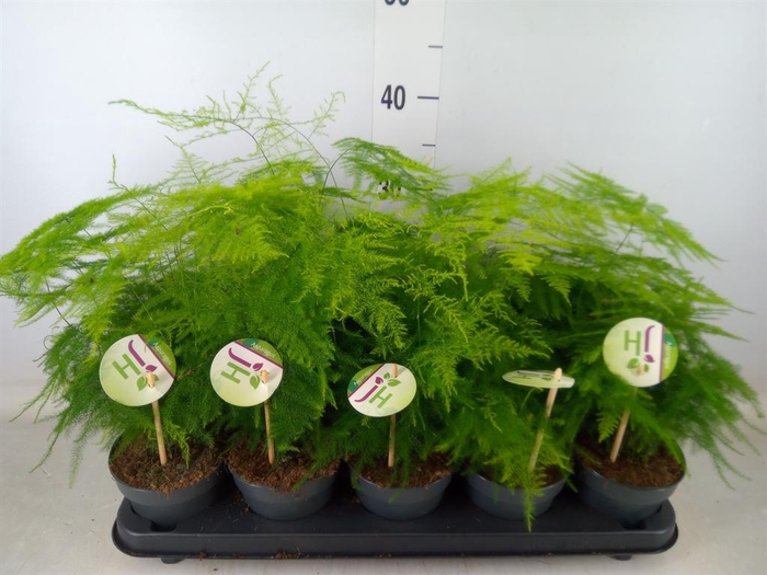 <h4>Asparagus setaceus</h4>