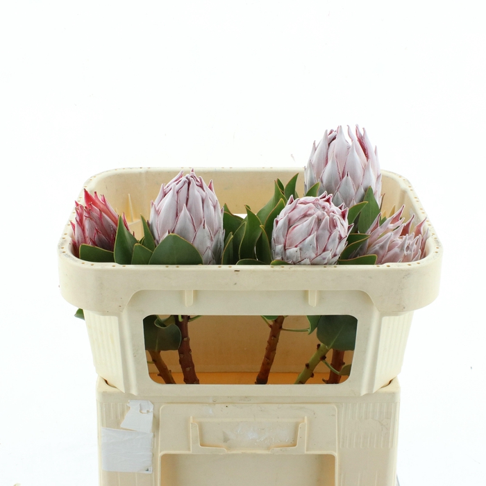 <h4>PROTEA CYNAROIDES</h4>