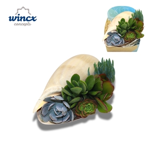 Concepts® - Uniqueshells 'melo' (xl) Concepts®